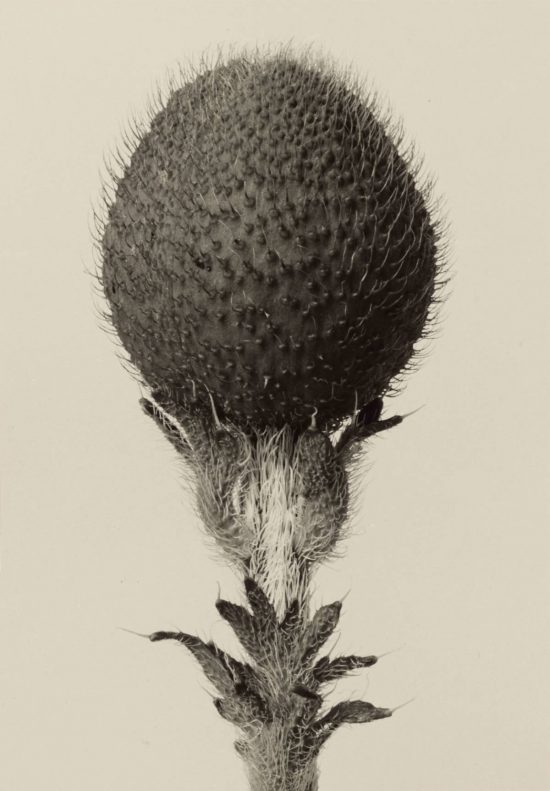 Karl Blossfeldt, fotografia, Niezła Sztuka