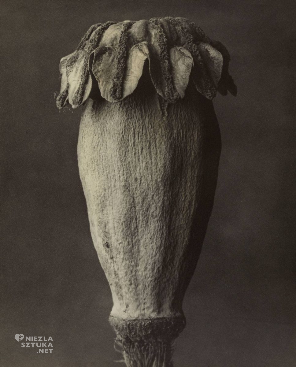 Karl Blossfeldt, fotografia, Niezła Sztuka