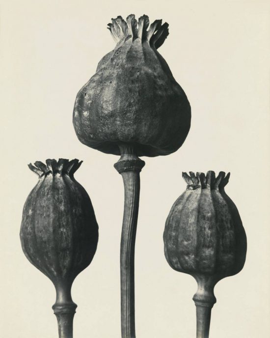 Karl Blossfeldt, fotografia, Niezła Sztuka