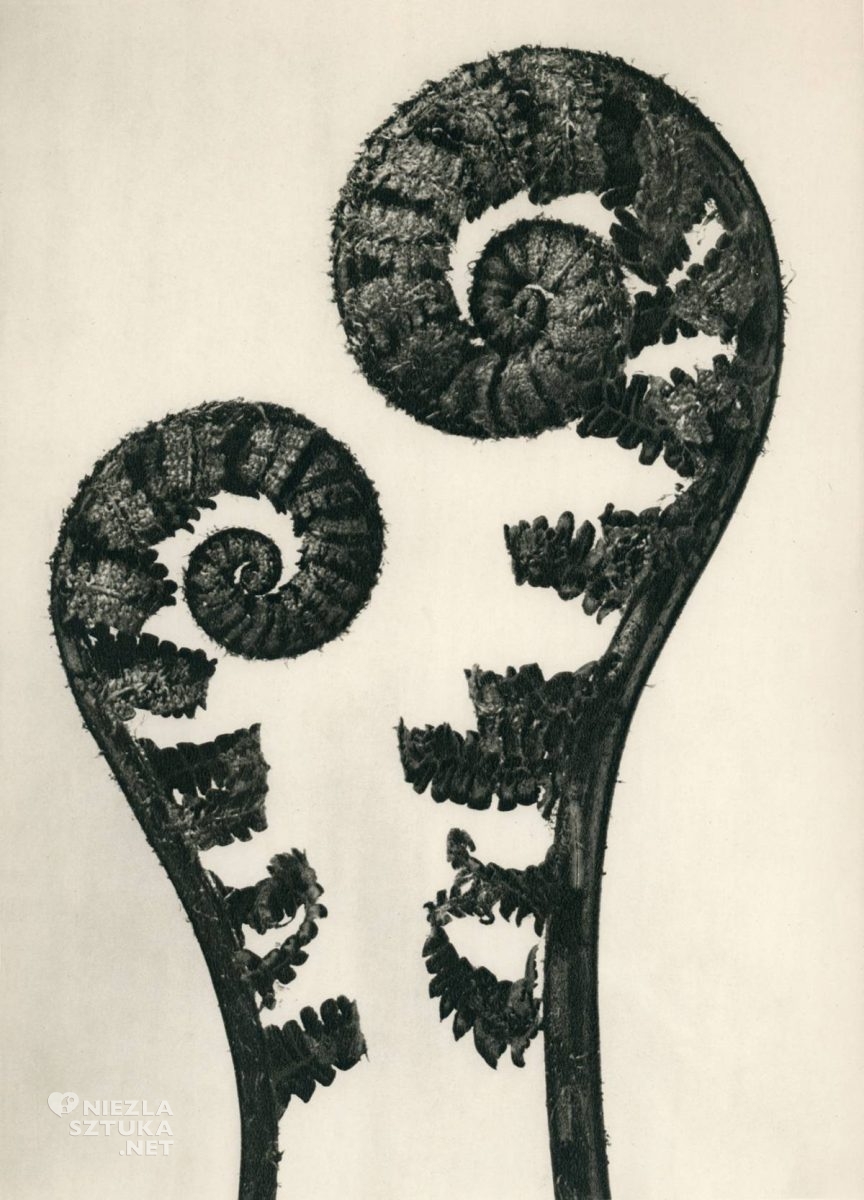 Karl Blossfeldt, fotografia, Niezła Sztuka