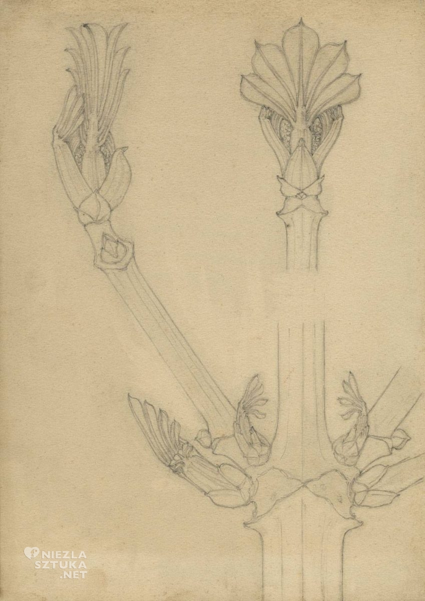 Karl Blossfeldt, szkic natury, kasztany, Niezła Sztuka