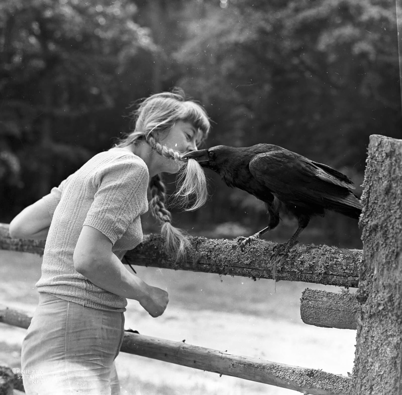 Simona Kossak, Lech Wilczek, kruk, nauka polska, Niezła Sztuka
