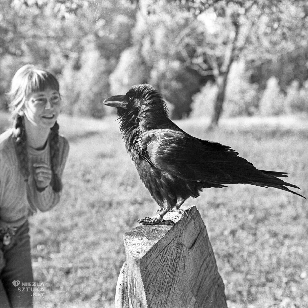 Simona Kossak, Lech Wilczek, kruk, nauka polska, Niezła Sztuka