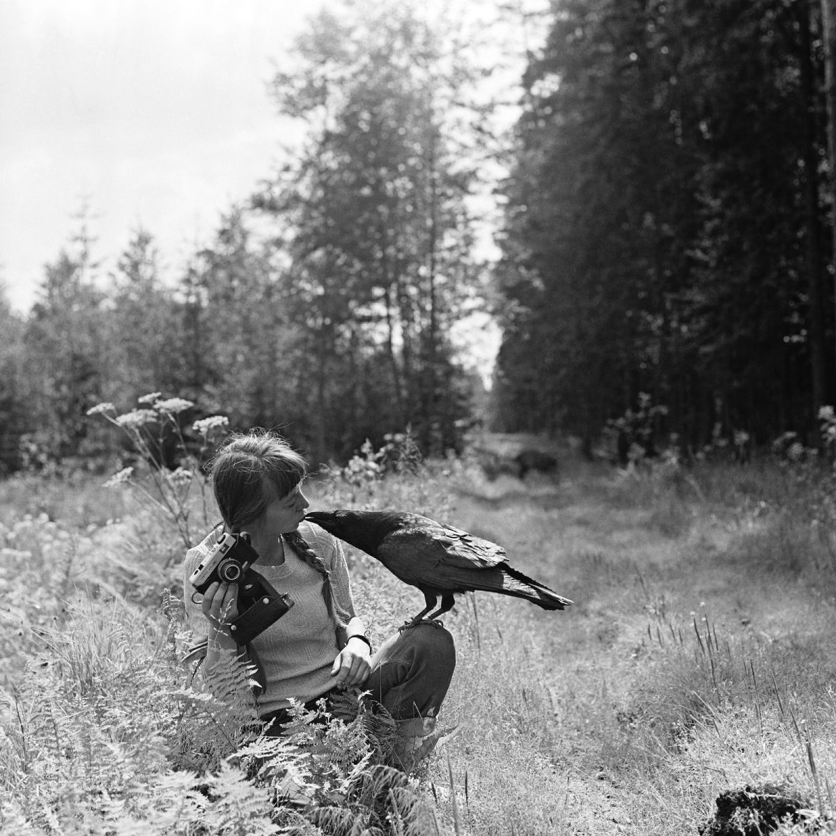 Simona Kossak, Lech Wilczek, kruk, nauka polska, Niezła Sztuka