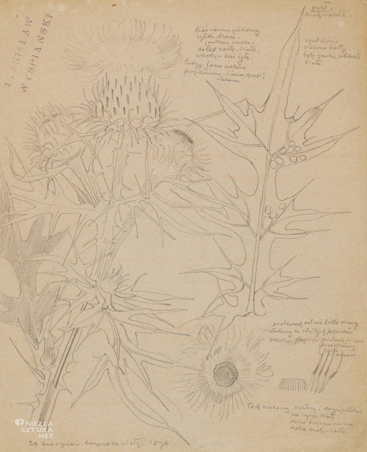 Stanisław Wyspiański, Oset, krzak wielki, szkic, zielnik, rośliny, kwiaty, niezła sztuka