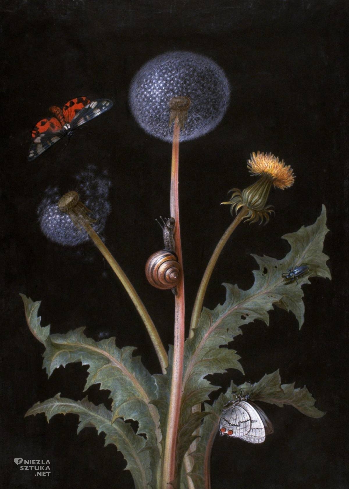Barbara Regina Dietzsch, Mniszek lekarski z ćmą tygrysią, niedźwiedziówką, tiger moth, motylem, ślimakiem i chrząszczem, sztuka botaniczna, ilustracja botaniczna, kobiety w sztuce, niezła sztuka
