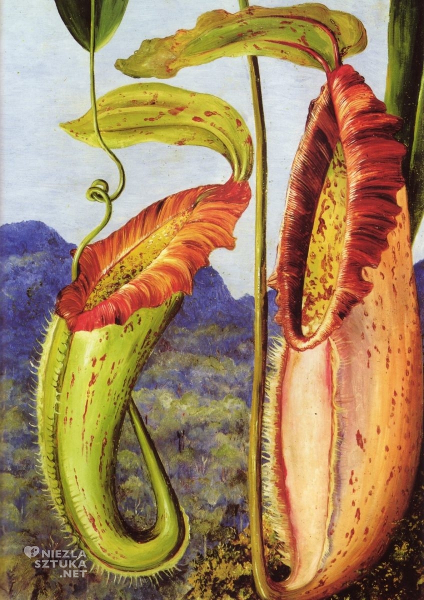 Marianne North, Roślina, Góry Wapienne, Dzbanecznik, Muchołówka, Sztuka botaniczna, Kobiety w sztuce, Niezła sztuka