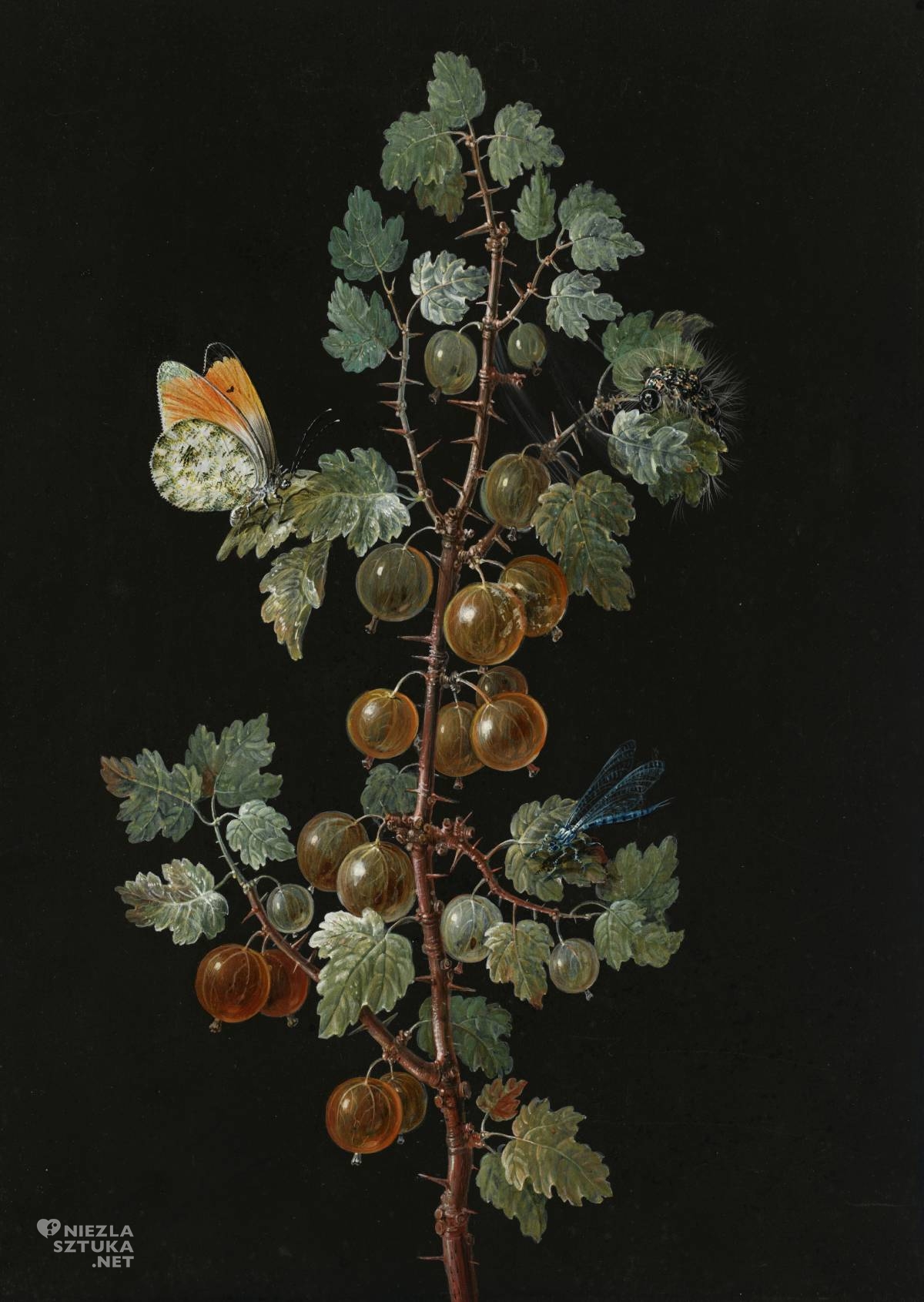 Barbara Regina Dietzsch, Gałązka agrestu z ważką, zorzynkiem rzeżuchowcem i gąsienicą, sztuka botaniczna, ilustracja botaniczna, kobiety w sztuce, niezła sztuka