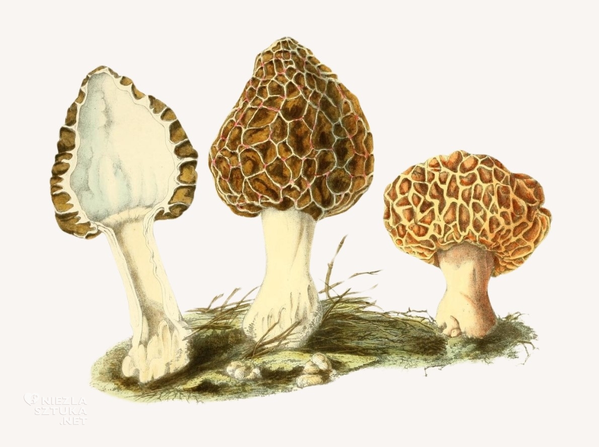 Anna Maria Hussey, Morchella esculenta, grzyby, ilustracja botaniczna, kobiety w sztuce, niezła sztuka