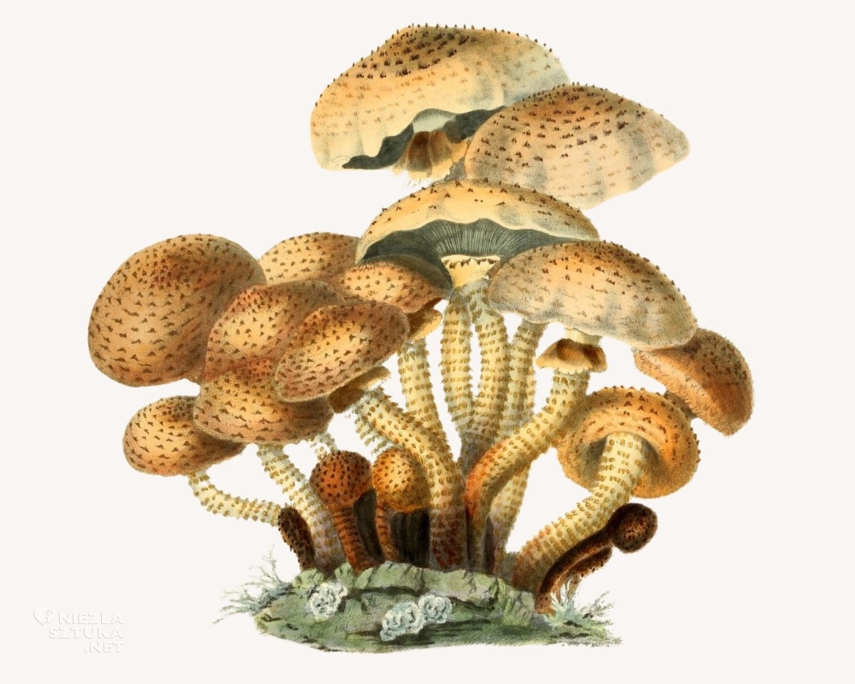 Anna Maria Hussey, Agaricus squarrosus, grzyby, ilustracja botaniczna, kobiety w sztuce, niezła sztuka