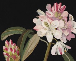 Mary Delany, Rhododendron Maximum, sztuka botaniczna, kobiety w sztuce, ilustracja botaniczna, niezła sztuka