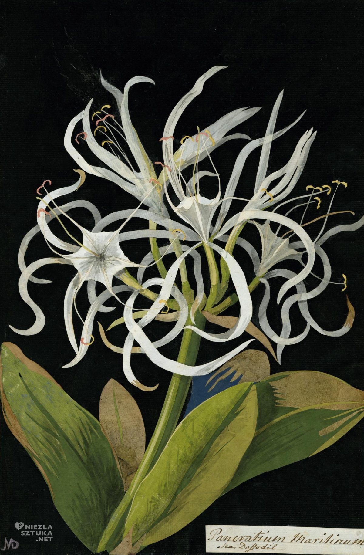 Mary Delany, Pancratium Maritinum, sztuka botaniczna, kobiety w sztuce, ilustracja botaniczna, niezła sztuka