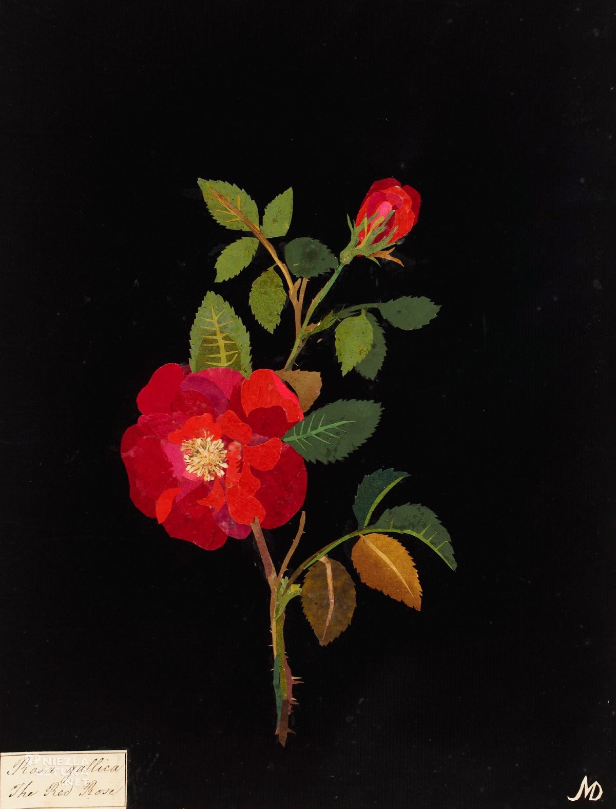 Mary Delany, Rosa Gallica, Czerwona róża, sztuka botaniczna, kobiety w sztuce, ilustracja botaniczna, niezła sztuka