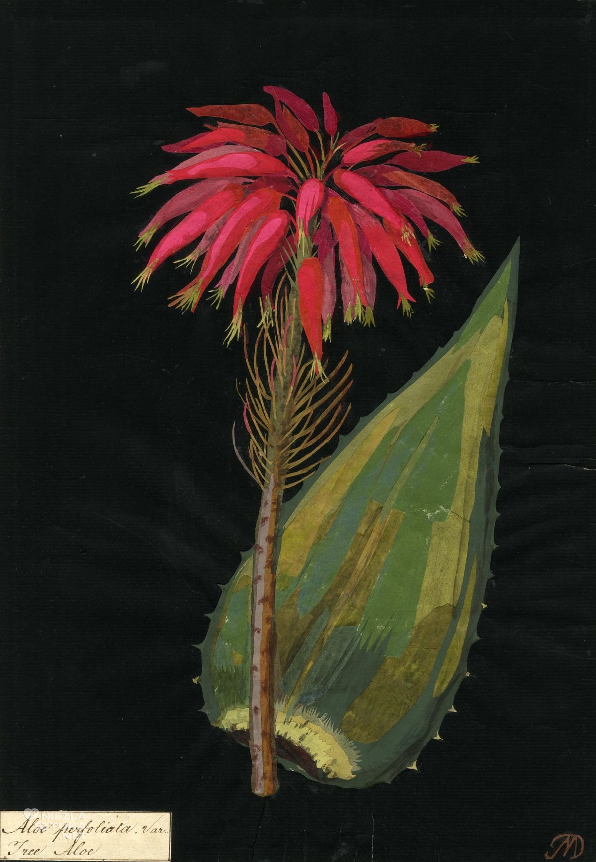 Mary Delany, Aloe Perfoliata, sztuka botaniczna, kobiety w sztuce, ilustracja botaniczna, niezła sztuka