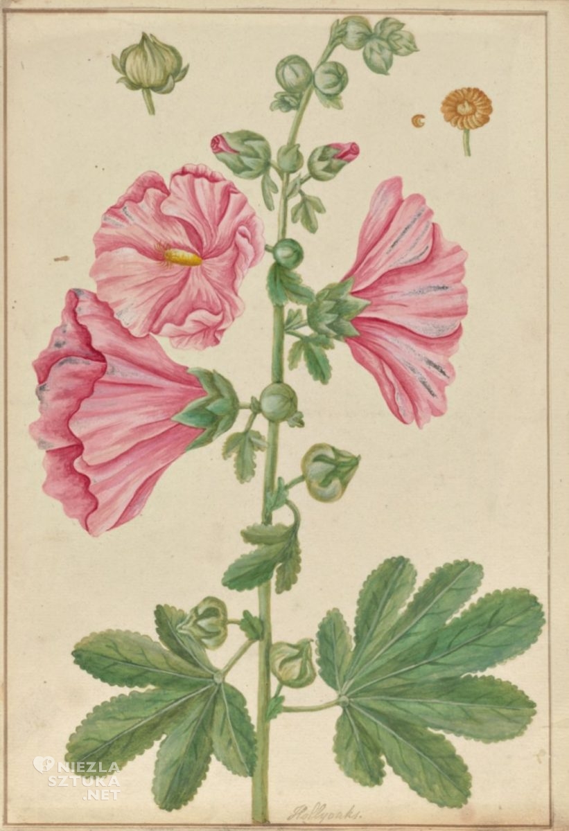 Elizabeth Blackwell, Malva arborea, sztuka botaniczna, kobiety w sztuce, niezła sztuka