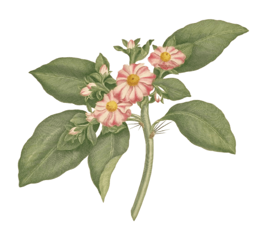 Joseph Banks, Pereskia Grandifolia, sztuka botaniczna, ilustracja botaniczna, niezła sztuka