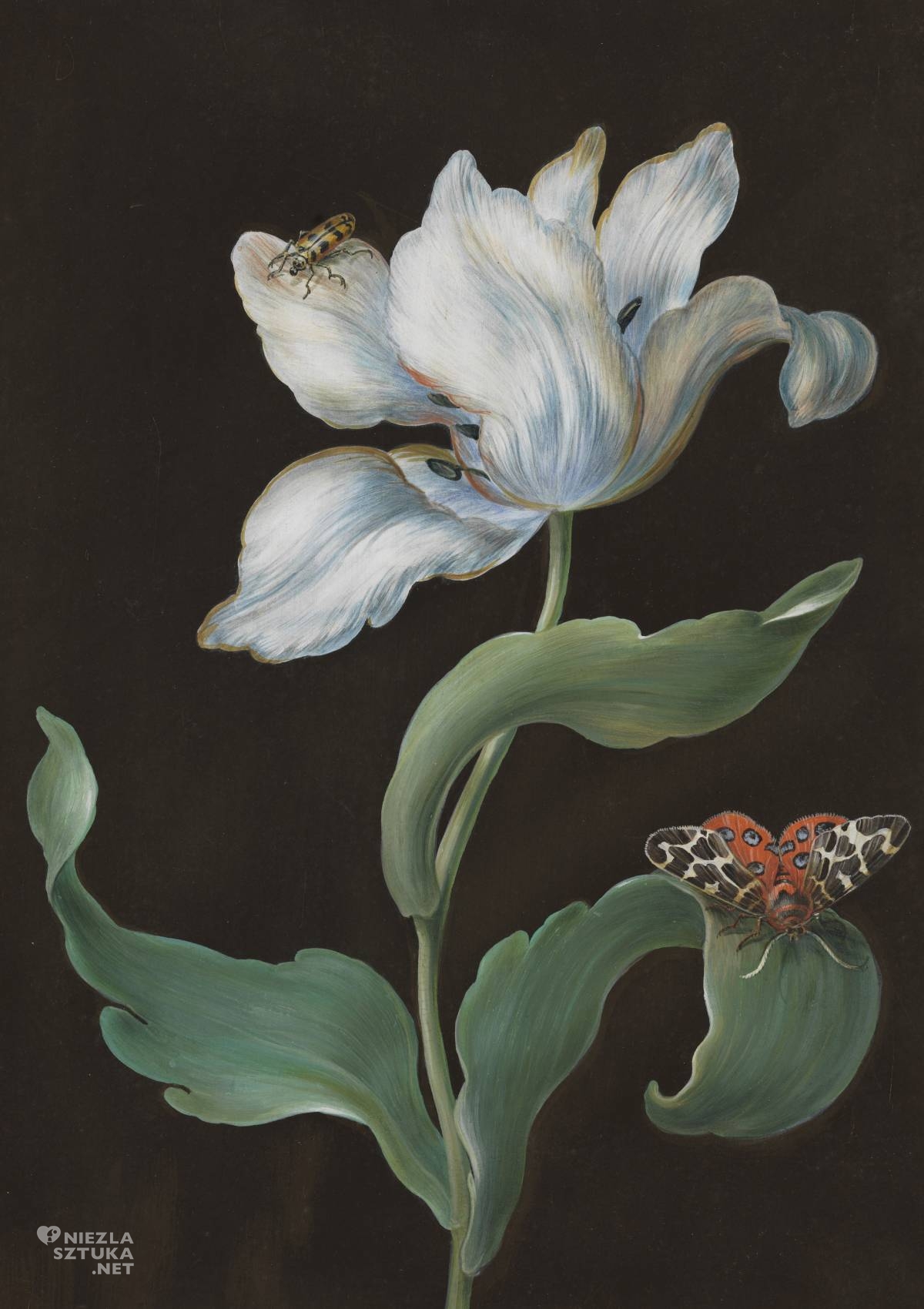 Barbara Regina Dietzsch, Tulipan, ćma ogrodowa i chrząszcz, sztuka botaniczna, Kobiety w sztuce, Niezła sztuka