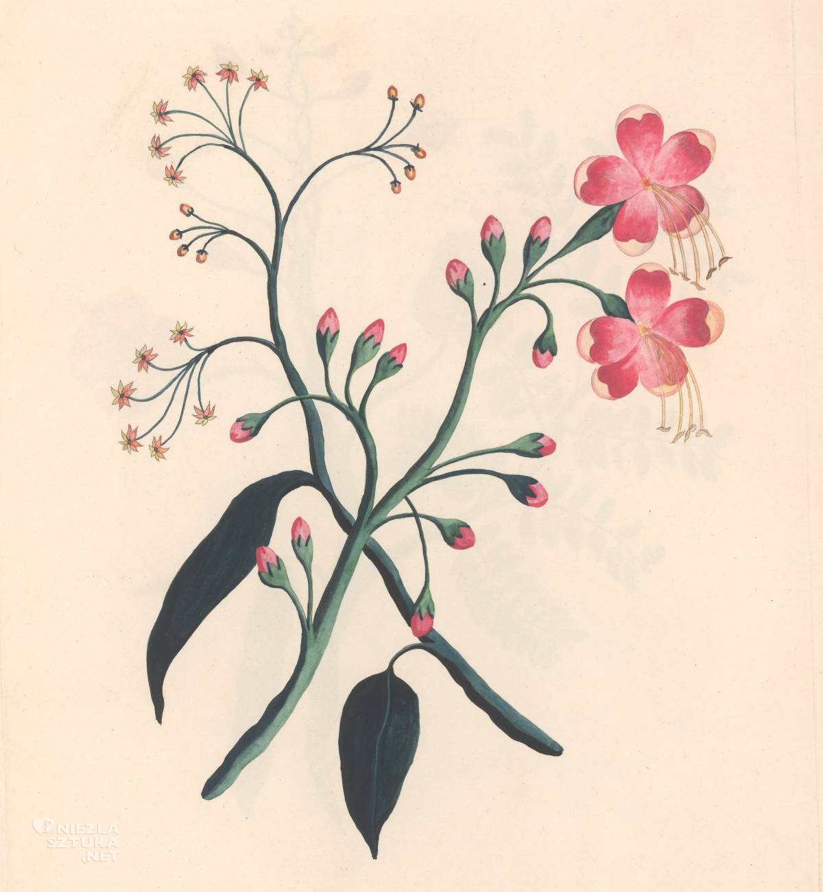 Lydia Byam, Silk cotton tree, Bombay gossipium, Sztuka botaniczna, Sztuka kobiet, Niezła Sztuka