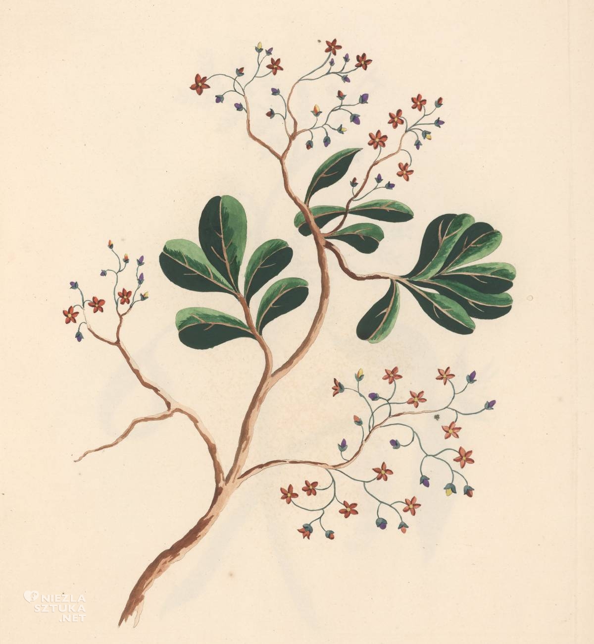 Lydia Byam, Canella alba, Sztuka botaniczna, Sztuka kobiet, Niezła Sztuka