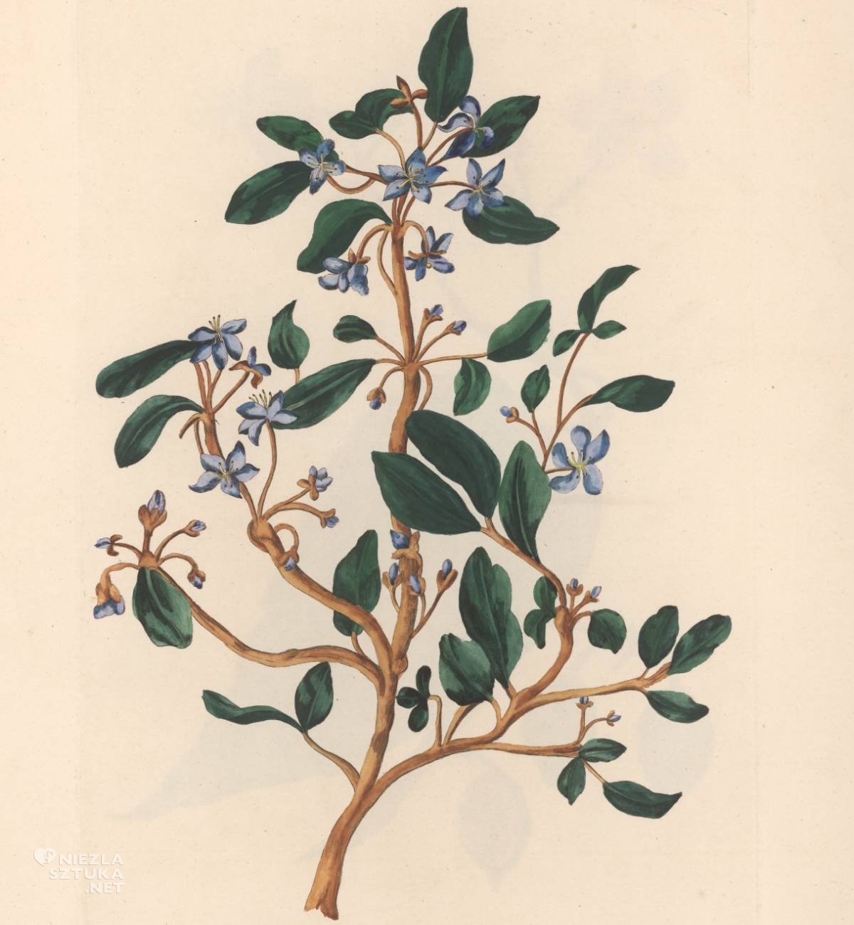 Lydia Byam, Guaiacum, Sztuka botaniczna, Sztuka kobiet, Niezła Sztuka