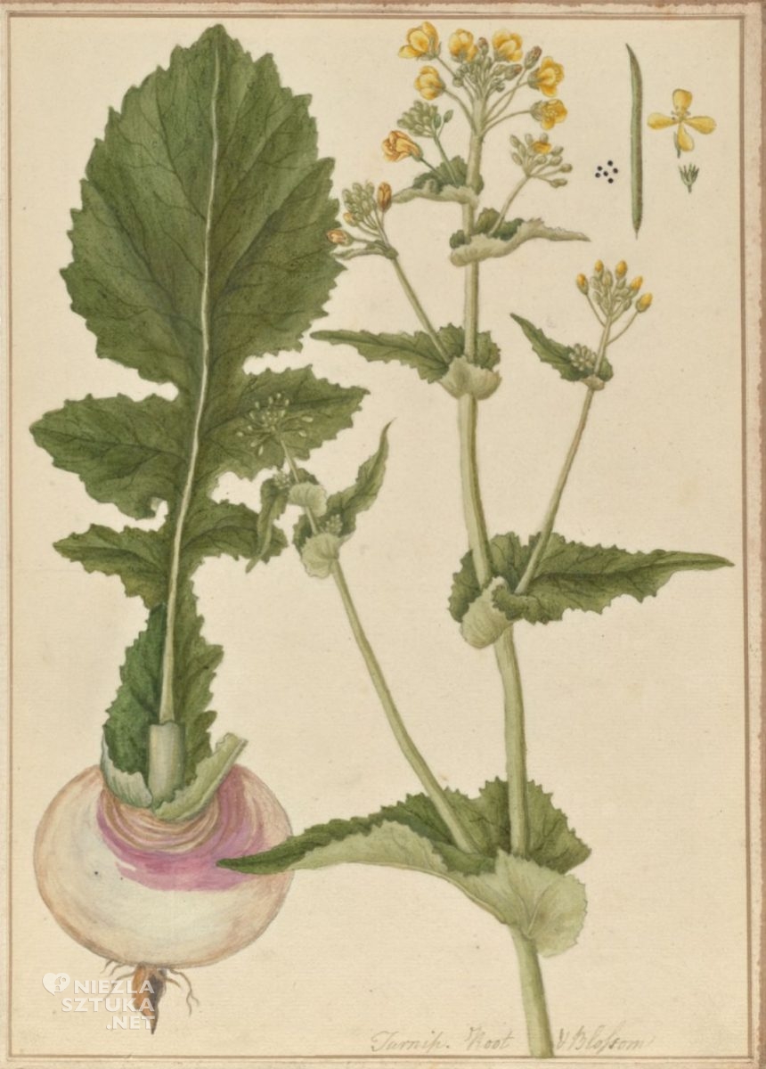 Elizabeth Blackwell, Brassica rapa, sztuka botaniczna, kobiety w sztuce, niezła sztuka