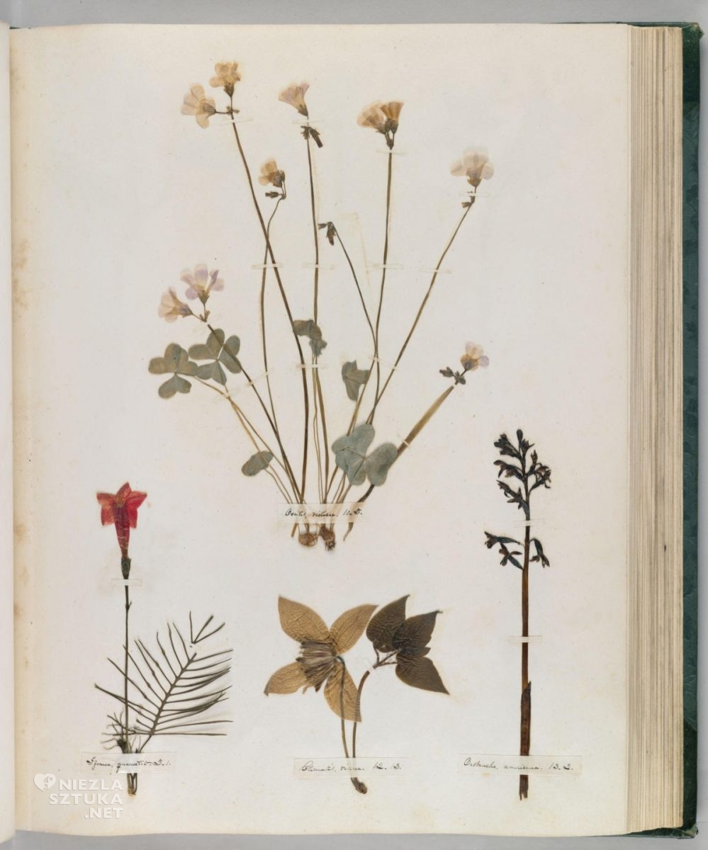 Emily Dickinson, Herbarz, Zielnik, sztuka botaniczna, niezła sztuka