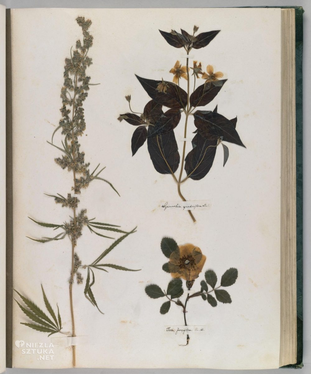 Emily Dickinson, Herbarz, Zielnik, sztuka botaniczna, niezła sztuka
