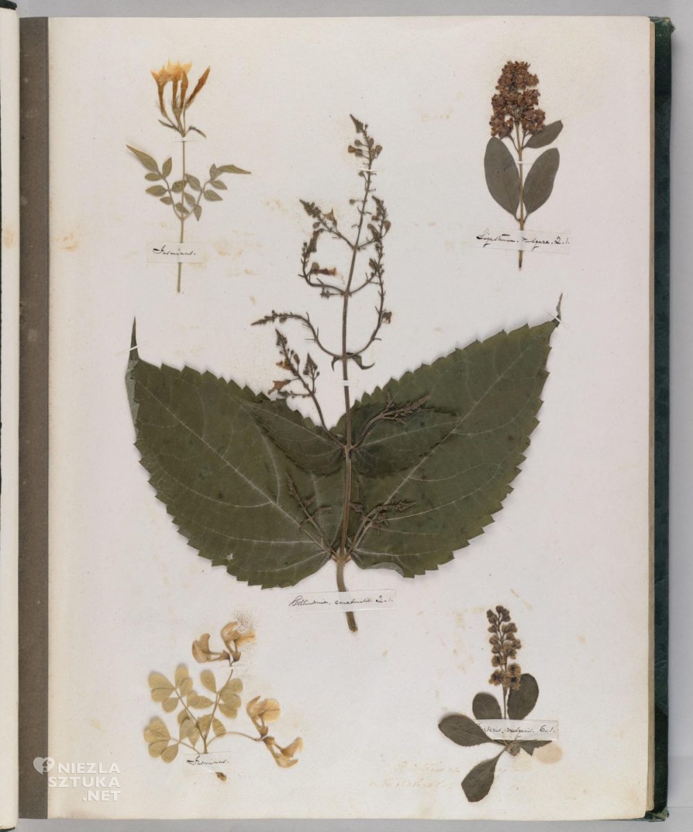 Emily Dickinson, Herbarz, Zielnik, sztuka botaniczna, niezła sztuka