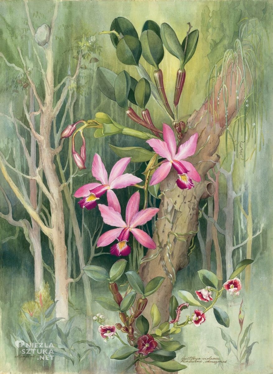 Margaret Mee, Cattleya violacea, The Flowering Amazon, sztuka botaniczna, kobiety w sztuce, sztuka współczesna, niezła sztuka