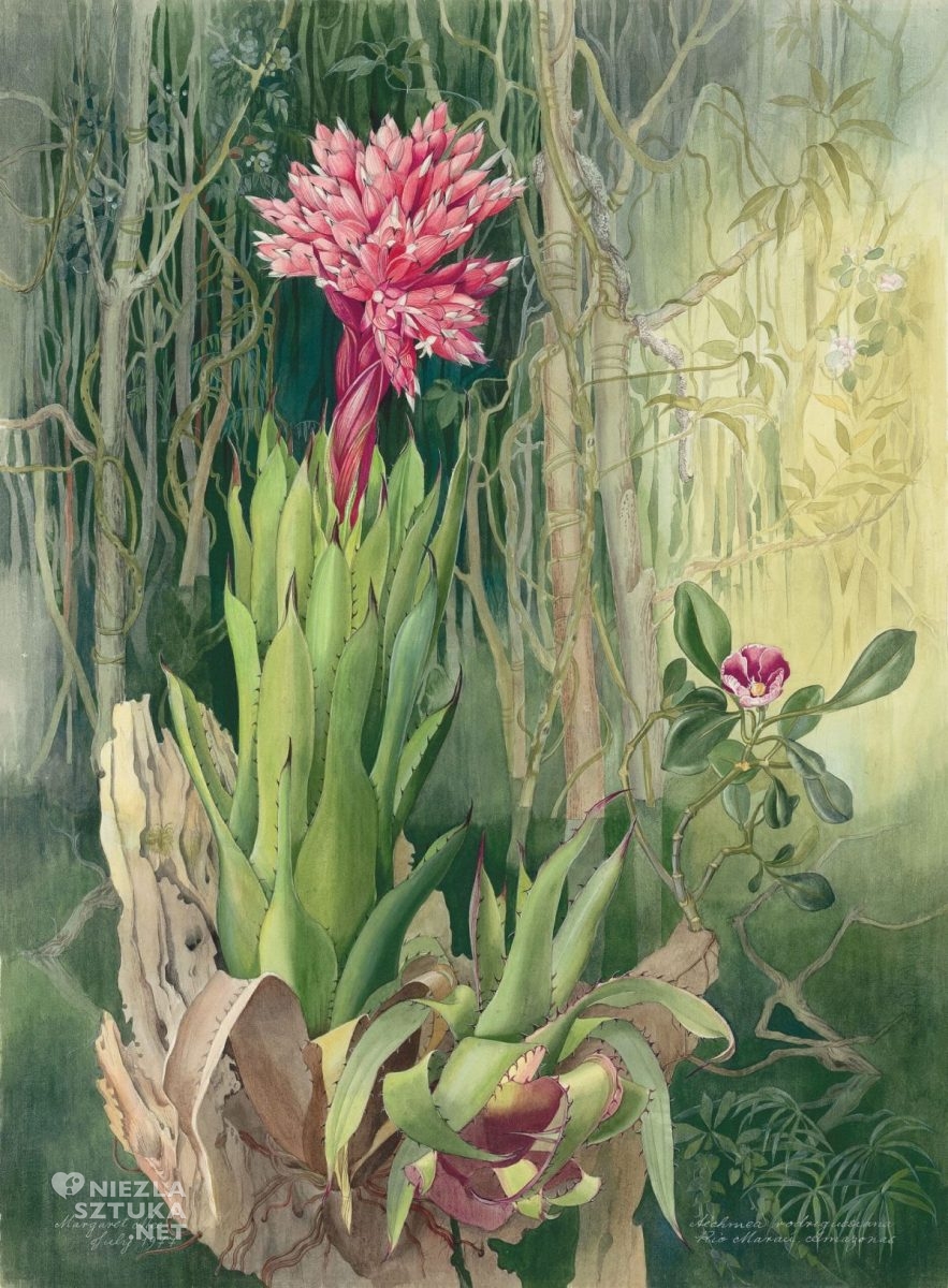 Margaret Mee, Aechmea rodriguesiana, The Flowering Amazon, sztuka botaniczna, kobiety w sztuce, sztuka współczesna, niezła sztuka