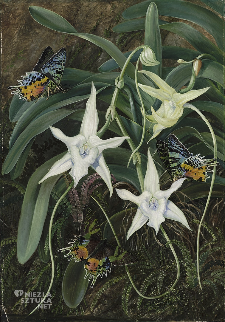 Marianne North, Angraecum sesquipedale, sztuka botaniczna, kobiety w sztuce, niezła sztuka