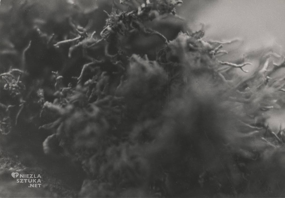 Zbigniew Dłubak, Nocami straszy męka głodu, fotografia żelatynowo-srebrowa, historia fotografii, fotografia artystyczna, niezła sztuka