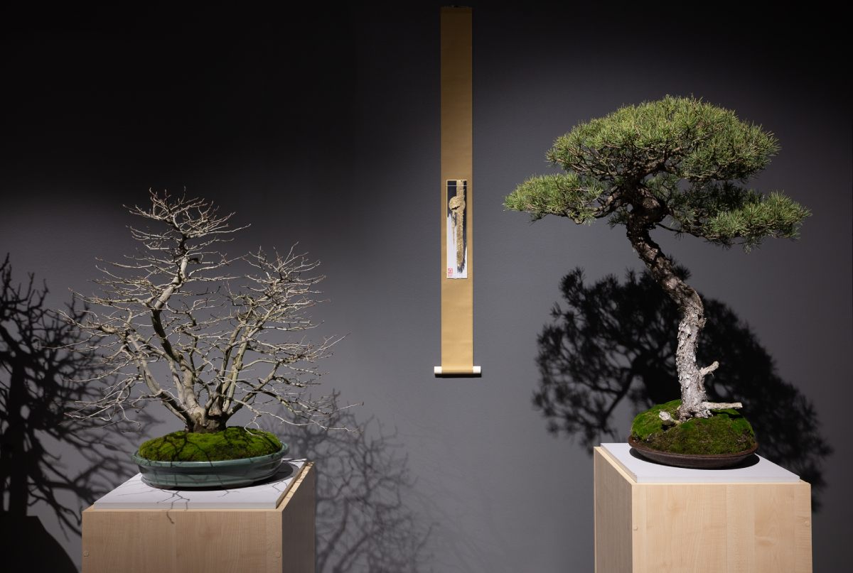 bonsai, wystawa, muzeum manggha, japonia, niezła sztuka