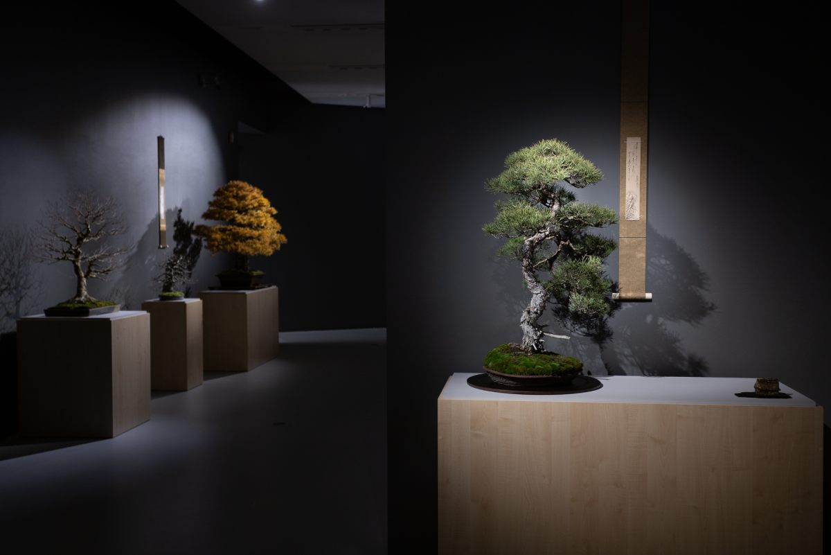 bonsai, wystawa, muzeum manggha, japonia, niezła sztuka