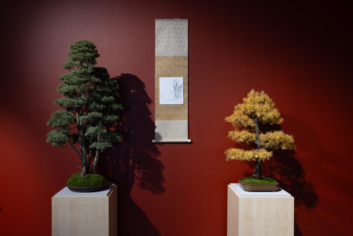 bonsai, warsztaty, muzeum manggha, japonia, niezła sztuka