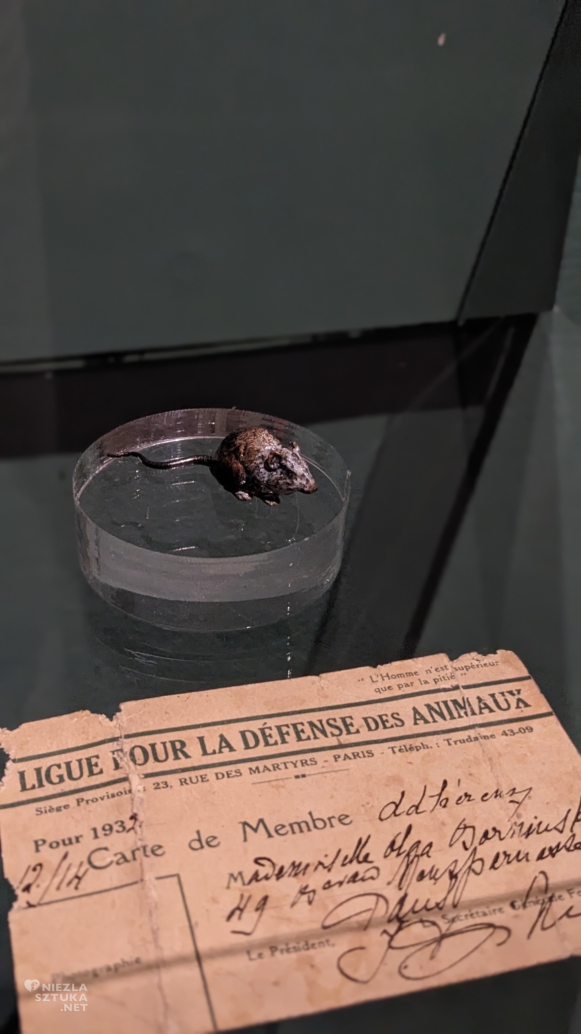 Wystawa Boznańska. Kameralnie, Muzeum Narodowe w Krakowie, Olga Boznańska, sztuka polska, kobiety w sztuce, kobieta-artysta, malarstwo polskie, wystawa czasowa, Kraków, Niezła sztuka