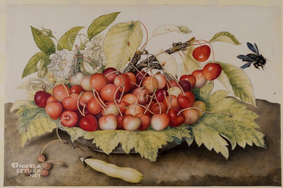 Giovanna Garzoni, Wiśnie ze strąkiem fasoli i pszczołą, malarstwo włoskie, kobiety w sztuce, malarstwo barokowe, niezła sztuka
