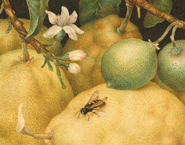 Giovanna Garzoni, Martwa natura z miską cytryn, detal, sztuka włoska, kobiety w sztuce, cytryny, niezła sztuka