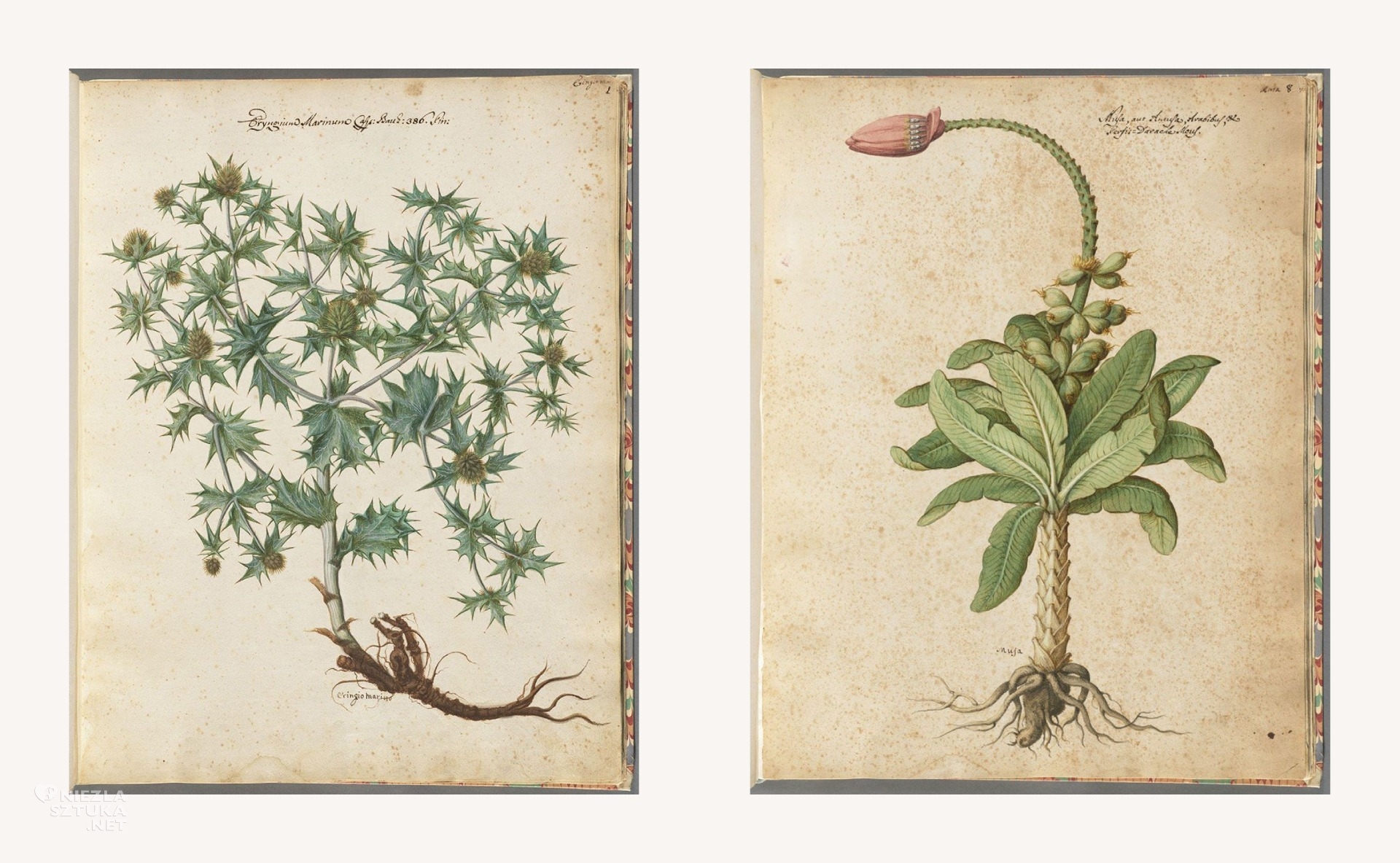 Giovanna Garzoni, ilustracja botaniczne, niezła sztuka